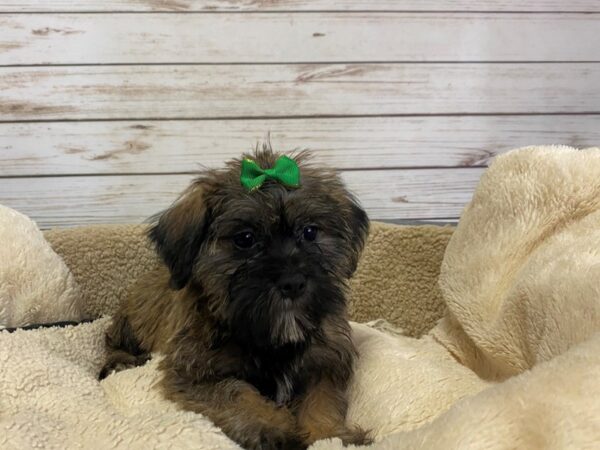 Mini Schnoodle DOG Female Brindle 21188 Petland Batavia, Illinois