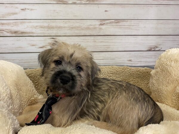 Mini Schnoodle DOG Male Brindle 21187 Petland Batavia, Illinois