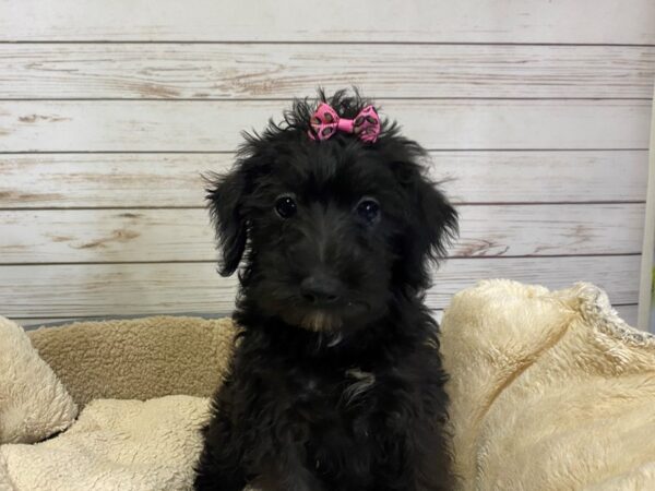 Mini Schnoodle DOG Female Black 21186 Petland Batavia, Illinois