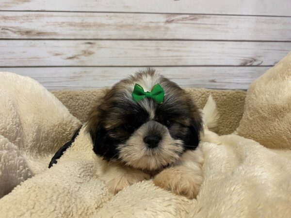 Shih Tzu DOG Male Brindle and White, Black Mask 21185 Petland Batavia, Illinois
