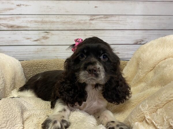 Cocker Spaniel DOG Female Chocolate and White 21184 Petland Batavia, Illinois