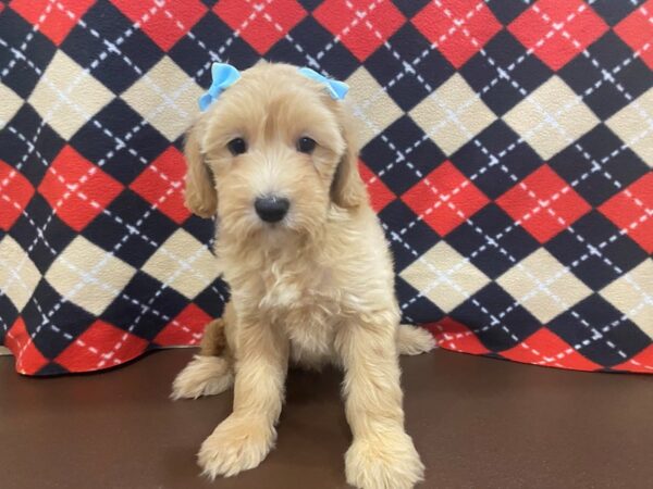 Goldendoodle Mini 2nd Gen-DOG-Female-Cream-12998-Petland Batavia, Illinois