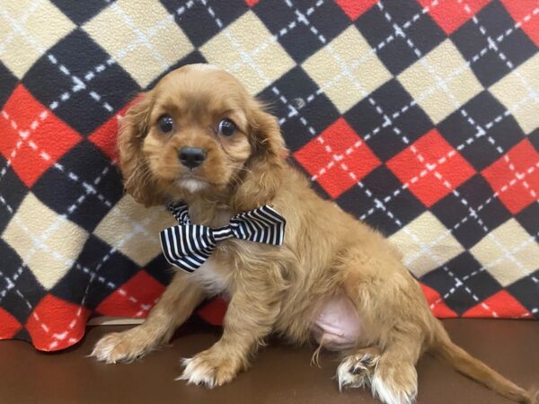 Cavalier King Charles Spaniel DOG Male Ruby 13000 Petland Batavia, Illinois