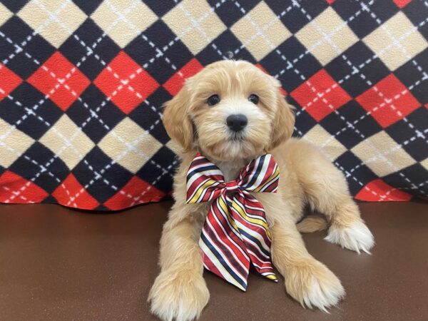 Goldendoodle Mini 2nd Gen-DOG-Male-Cream-12999-Petland Batavia, Illinois