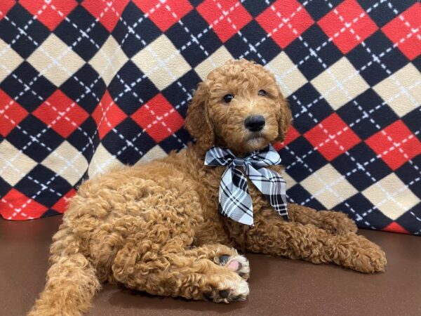 Goldendoodle 2nd Generation-DOG-Male-Red-13002-Petland Batavia, Illinois
