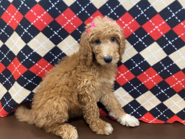 Goldendoodle 2nd Generation DOG Female Red 13001 Petland Batavia, Illinois