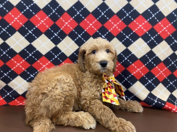 Goldendoodle 2nd Generation-DOG-Male-Red-13003-Petland Batavia, Illinois