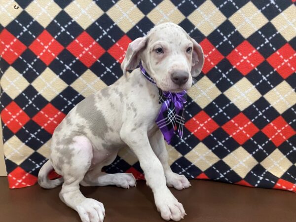 Great Dane DOG Female Blue Merle 12996 Petland Batavia, Illinois