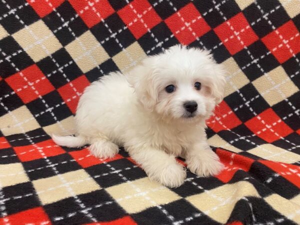Hava Chon-DOG-Female-White-12983-Petland Batavia, Illinois
