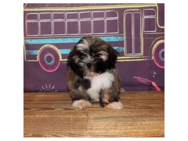 Lhasa Apso-DOG-Male-Gold-20949-Petland Batavia, Illinois