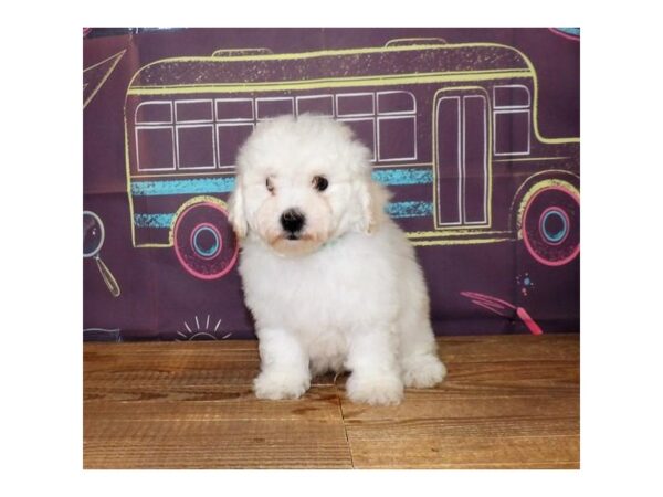 Bichon Poo DOG Male White 13007 Petland Batavia, Illinois