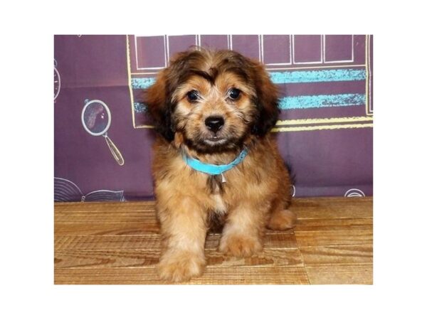 Shih Poo DOG Male Red Gold 20948 Petland Batavia, Illinois