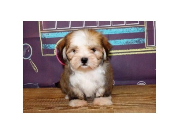 Lhasa Apso-DOG-Male-Gold-13004-Petland Batavia, Illinois