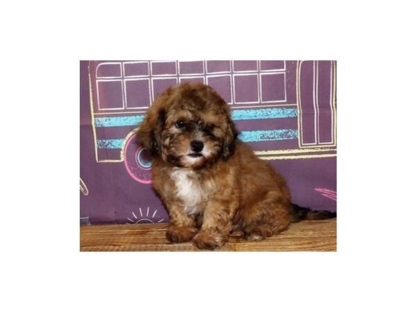 Shih Poo-DOG-Male-Gold-13006-Petland Batavia, Illinois