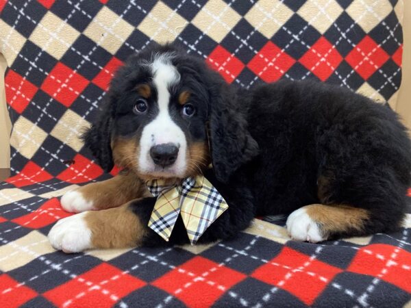 Bernese Mountain Dog-DOG-Male-Black Rust / White-13009-Petland Batavia, Illinois