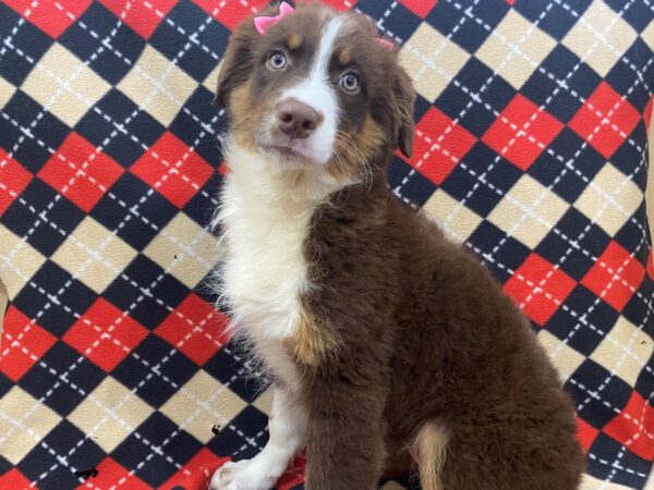 Australian Shepherd DOG Female Red 13008 Petland Batavia, Illinois