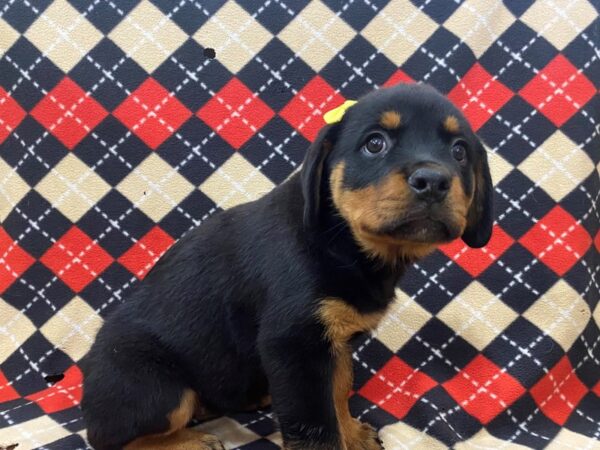 Rottweiler DOG Female Black / Tan 13011 Petland Batavia, Illinois