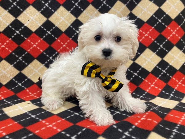 Maltese-DOG-Male-White / Cream-13010-Petland Batavia, Illinois