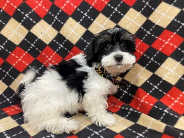 Havanese DOG Male White / Black 13016 Petland Batavia, Illinois