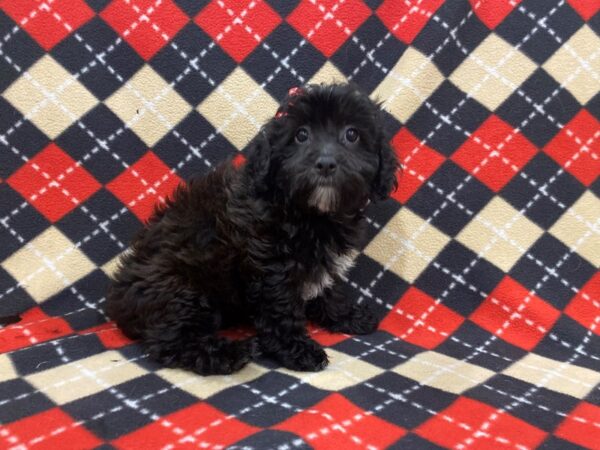 Hava Poo DOG Female Brown 13020 Petland Batavia, Illinois