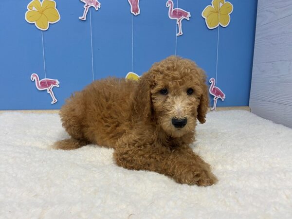 Goldendoodle 2nd Generation-DOG-Male-Red-20937-Petland Batavia, Illinois