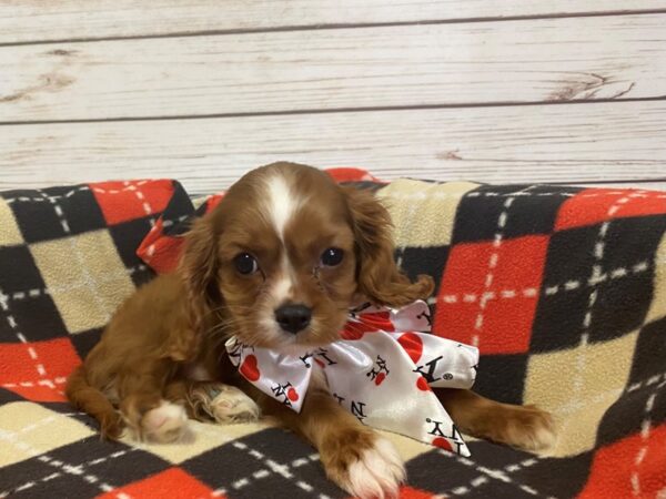 Cavalier King Charles Spaniel-DOG-Male-Blenheim-21209-Petland Batavia, Illinois