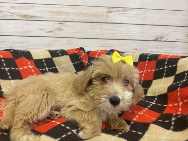 Goldendoodle Mini 2nd Gen DOG Female Cream 21208 Petland Batavia, Illinois
