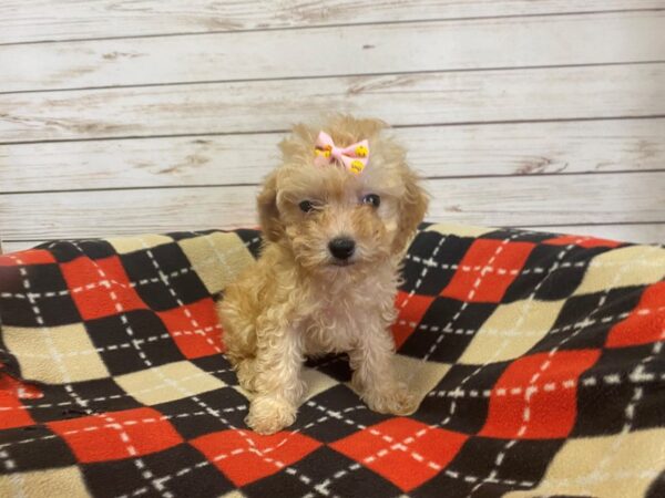 Goldendoodle Mini 2nd Gen-DOG-Female-Cream-21207-Petland Batavia, Illinois