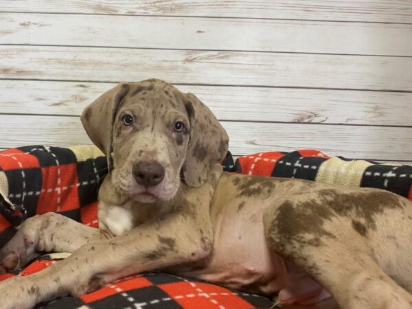 Great Dane DOG Male Blue 21206 Petland Batavia, Illinois