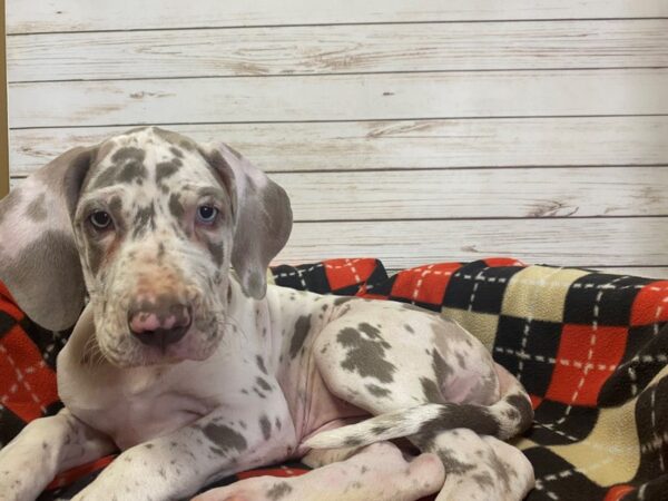 Great Dane DOG Female Blue Merle 21205 Petland Batavia, Illinois