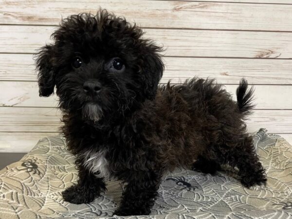 Hava Poo-DOG-Female-Brown-21215-Petland Batavia, Illinois