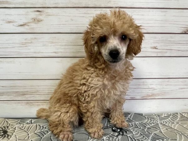 Poodle Toy DOG Male Apricot 21214 Petland Batavia, Illinois