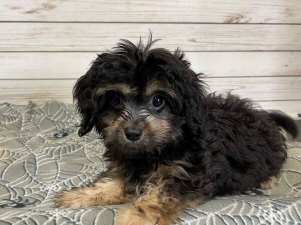 Cava Poo DOG Male Black / Tan 21213 Petland Batavia, Illinois