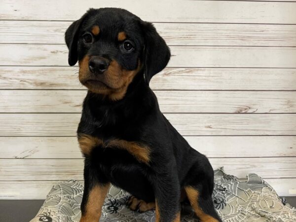 Rottweiler DOG Female Black / Tan 21212 Petland Batavia, Illinois