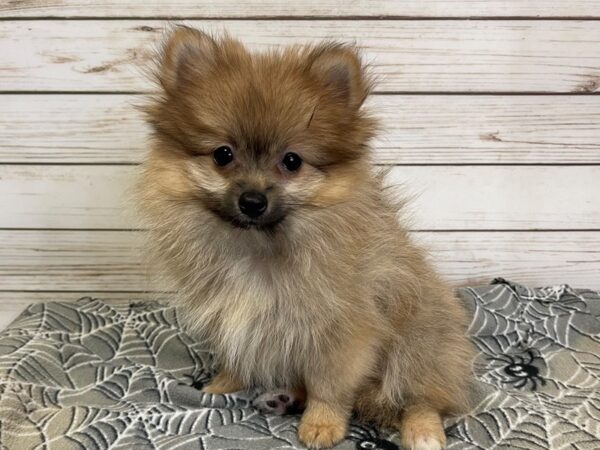 Pomeranian DOG Male Sable 21211 Petland Batavia, Illinois