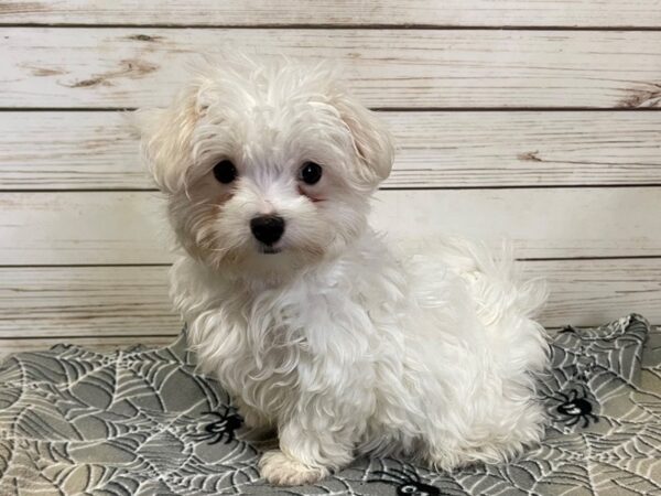 Maltese DOG Male White 21210 Petland Batavia, Illinois