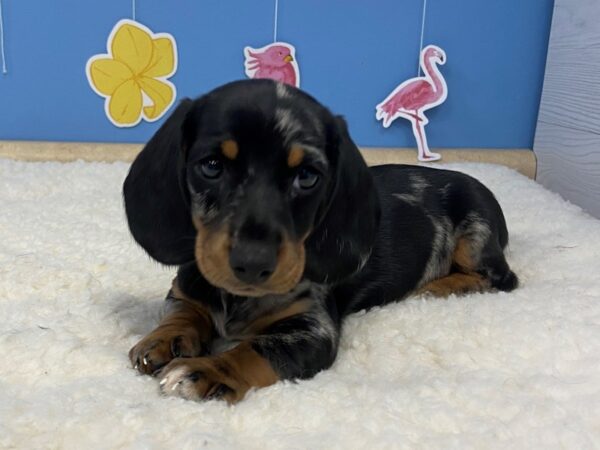 Dachshund DOG Male Black / Silver 20953 Petland Batavia, Illinois
