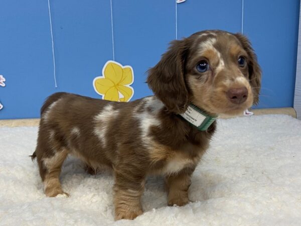 Dachshund-DOG-Male-Chocolate Merle-20952-Petland Batavia, Illinois