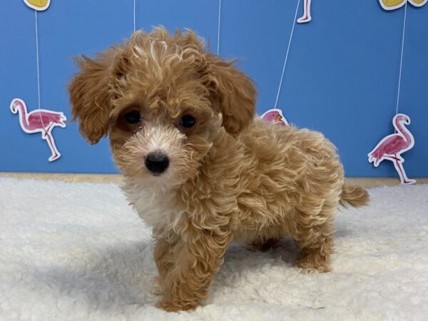 Goldendoodle Mini 2nd Gen DOG Female Cream 20942 Petland Batavia, Illinois