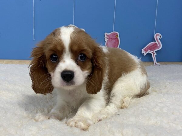 Cavalier King Charles Spaniel DOG Male Blenheim 20944 Petland Batavia, Illinois