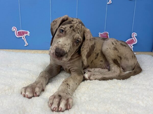 Great Dane DOG Male Chocolate Merle 20945 Petland Batavia, Illinois