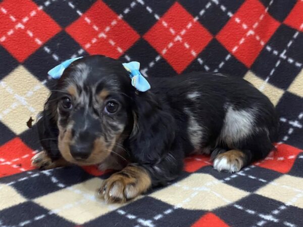 Dachshund-DOG-Female-Black / Silver-13019-Petland Batavia, Illinois