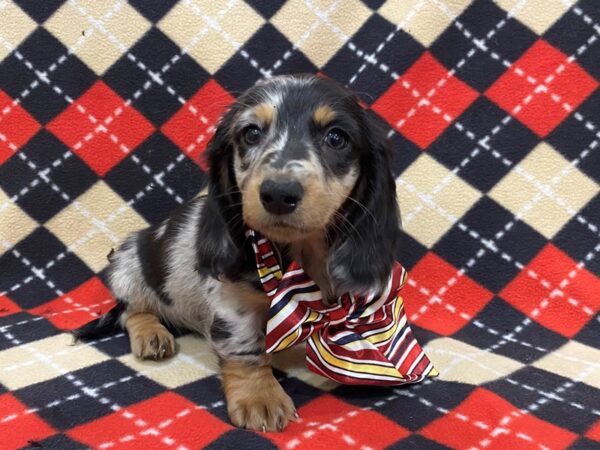 Dachshund-DOG-Male-Black / Silver-13018-Petland Batavia, Illinois