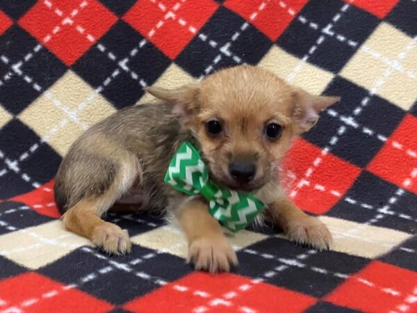 Chorkie-DOG-Male-Black / Gold-13015-Petland Batavia, Illinois