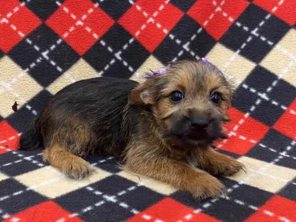 Chorkie-DOG-Female-Black / Gold-13014-Petland Batavia, Illinois