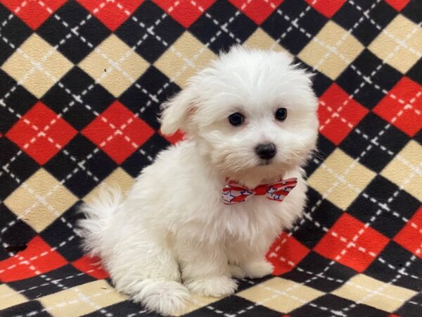 Coton De Tulear DOG Male White 13013 Petland Batavia, Illinois