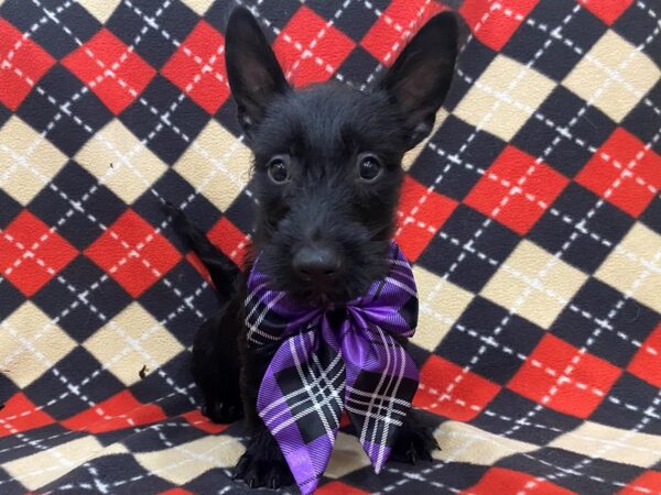 Scottish Terrier DOG Male Black 13012 Petland Batavia, Illinois