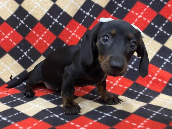 Dachshund DOG Female Black / Tan 13017 Petland Batavia, Illinois