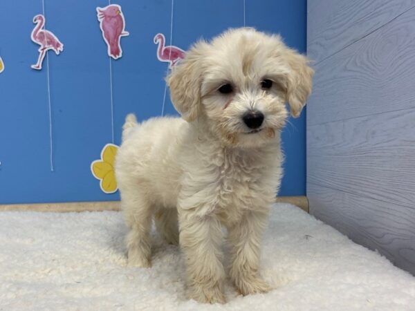 Goldendoodle Mini 2nd Gen-DOG-Female-Cream-20943-Petland Batavia, Illinois