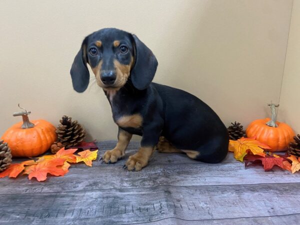 Dachshund DOG Male Black / Tan 20957 Petland Batavia, Illinois